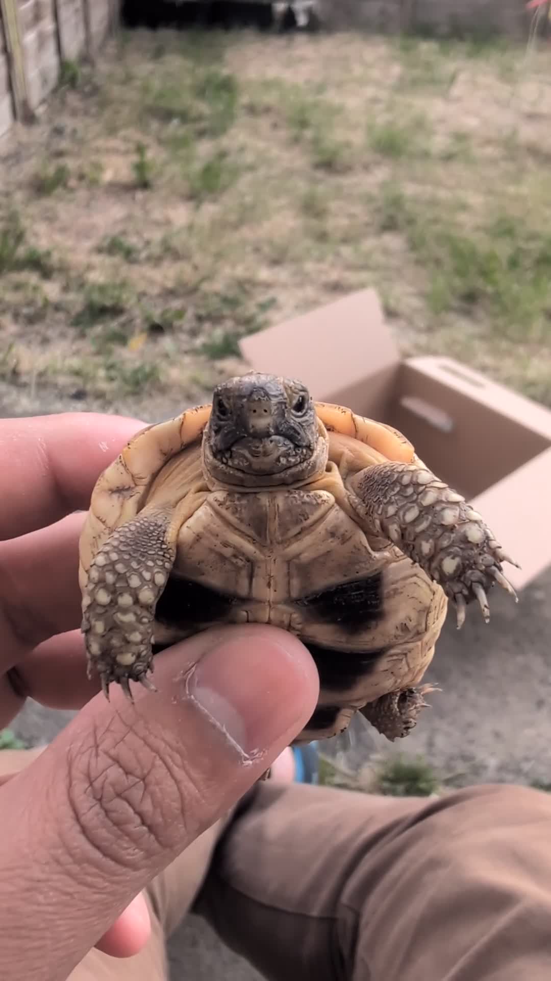 Tortoise reptiles for sale: Greek Spur Baby Tortoises Hatched 2025 - Video 1