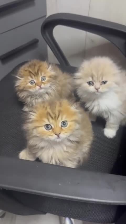 British Longhair cats for sale: 5 gorgeous baby mixed breed kittens  - Video 2