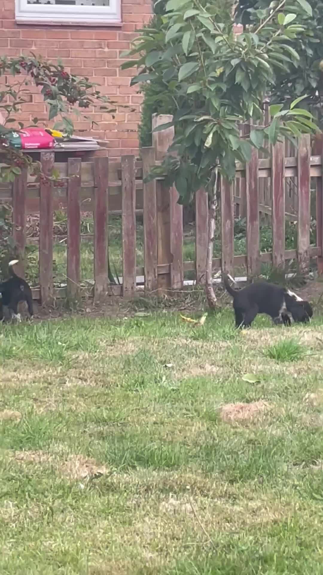 Mixed Breed dogs for sale: 🤍🖤Black roan cocker collies🖤🤍 - Video 3