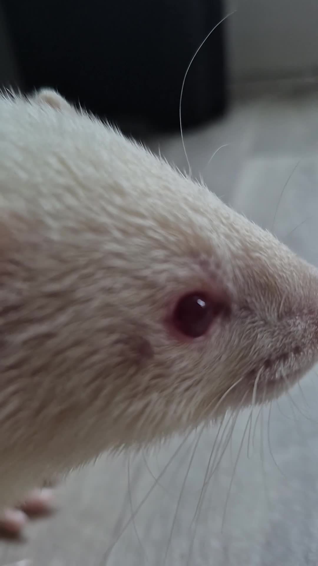 Ferret rodents for sale: Albino 1/2 micro ferret - Video 2