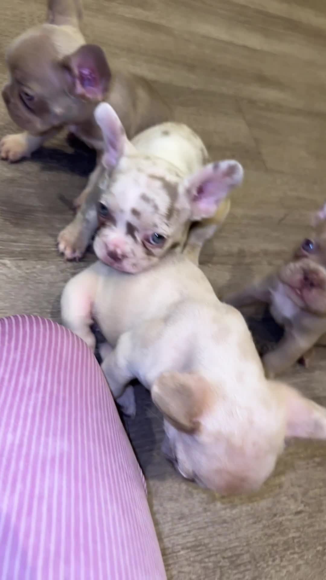 French Bulldog dogs for sale: ‼️ READY TO LEAVE NOW -3 French bulldog pups left! in Ripley - Video 1