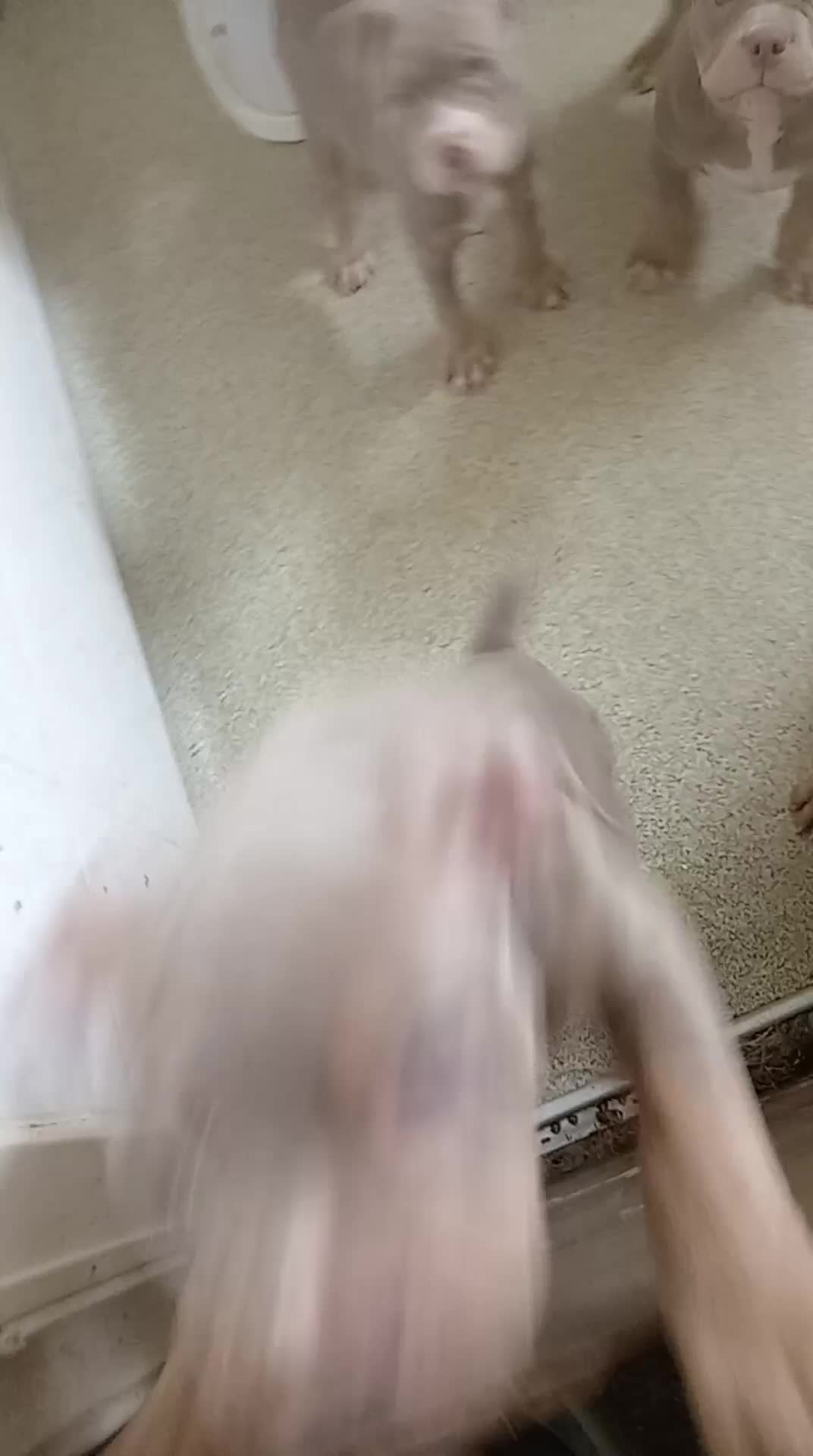 American Bully dogs for sale: Pocket bullies  - Video 2