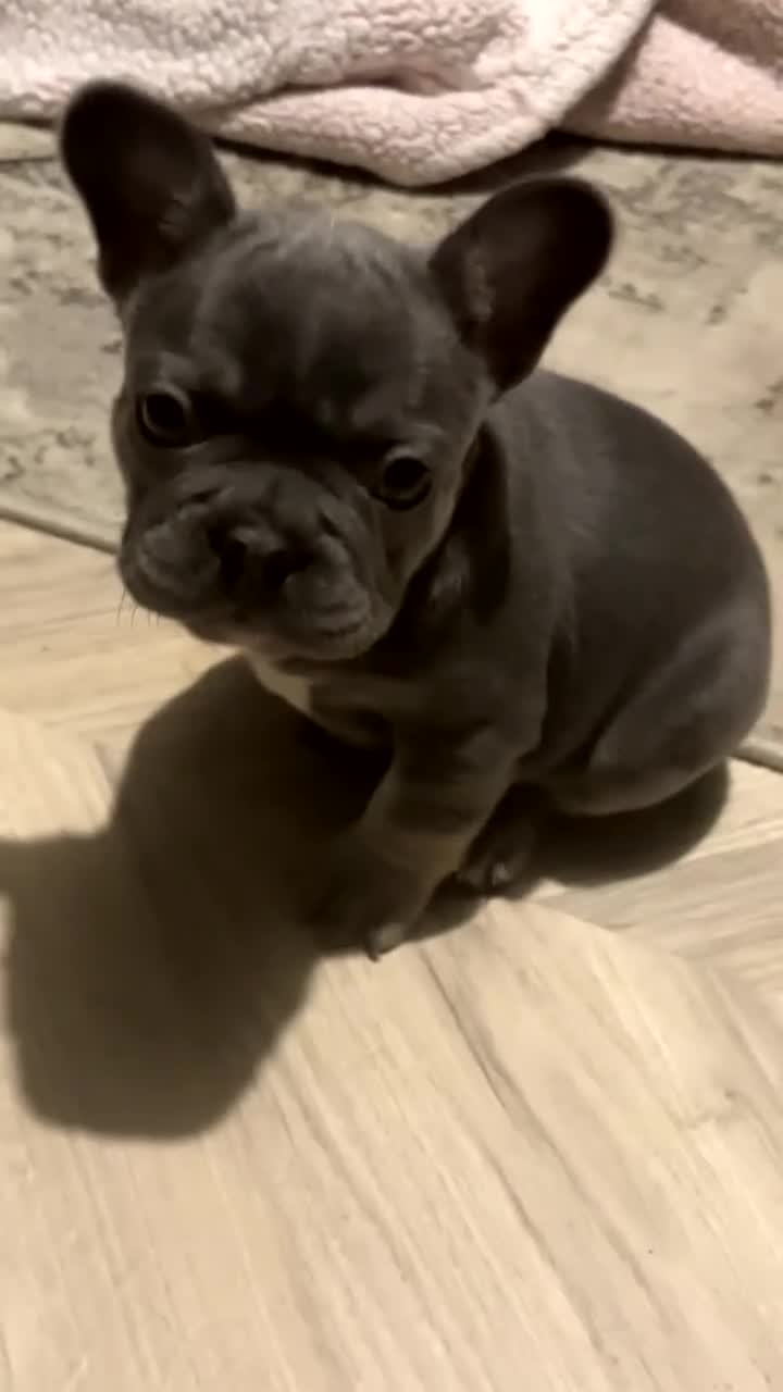 French Bulldog dogs for sale: ✨2 beautiful French bulldogs✨ - Video 2