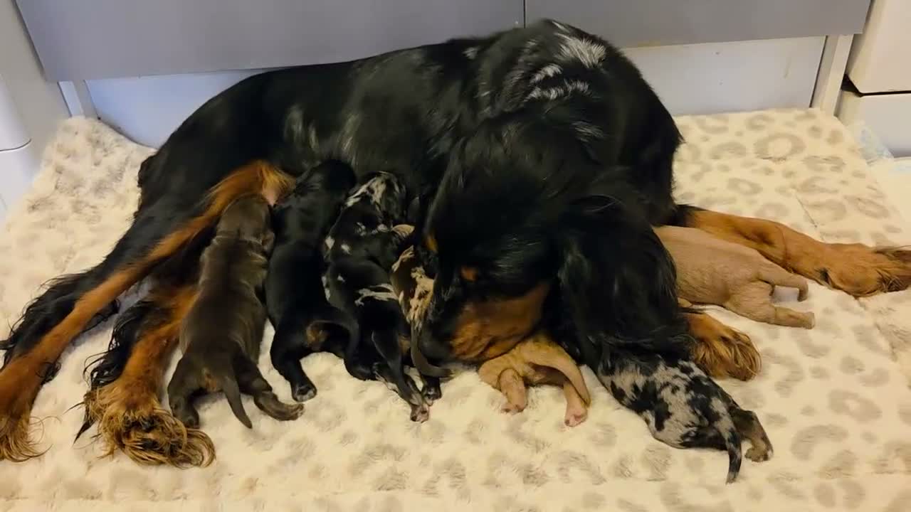 Cocker Spaniel dogs for sale: 7 Absolutely Stunning Cocker Spaniel Puppies.  - Video 1