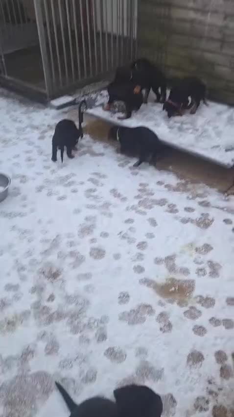 Rottweiler dogs for sale: QUALITY FEMALES AVALIBLE NOW (all sold)   - Video 1