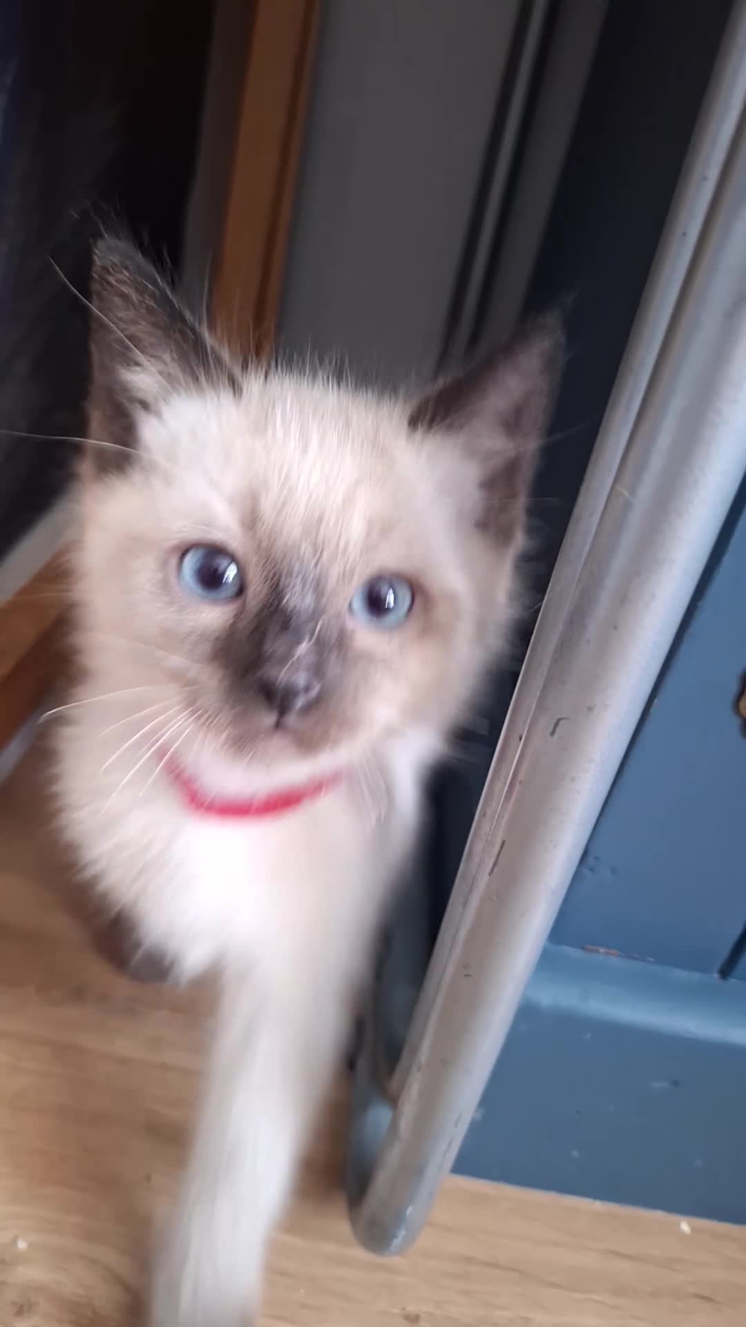 Ragamese cats for sale: Ragamese kittens 1 male Left.  - Video 1
