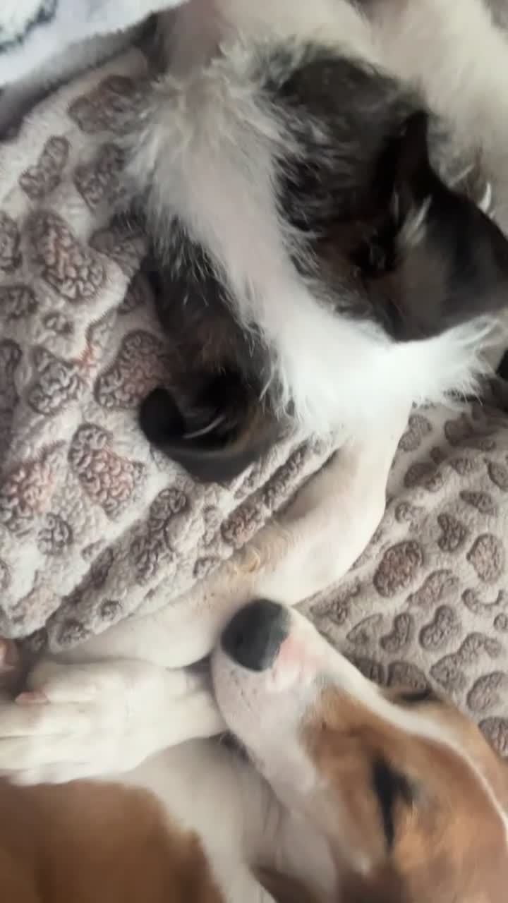 Saluki dogs for sale: Maisie in Havant - Video 2