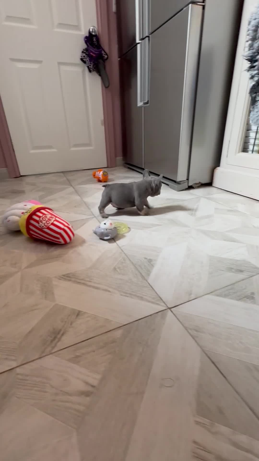 French Bulldog dogs for sale: QUALITY HEALTH TESTED KC FRENCH BULLDOG PUPPIES - Video 1