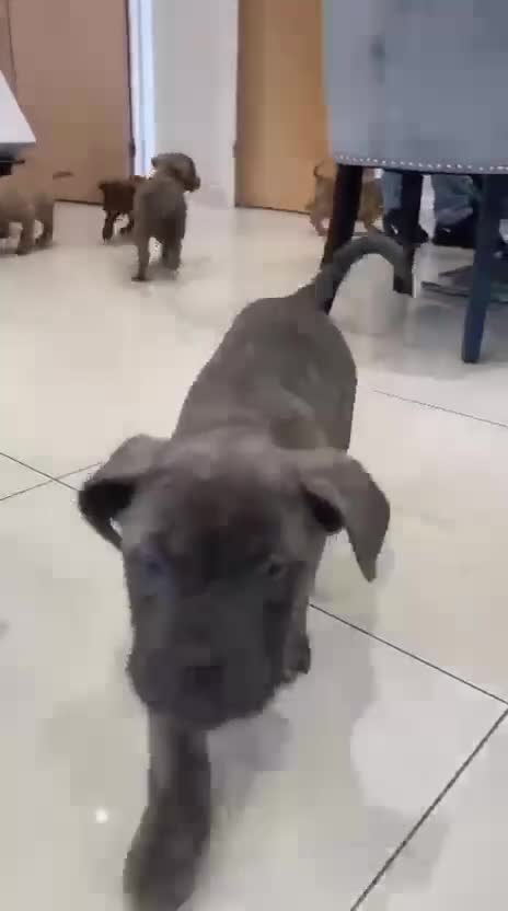 Mixed Breed dogs for sale: Fully Vaccinated Puppies Ready to go! - Video 4