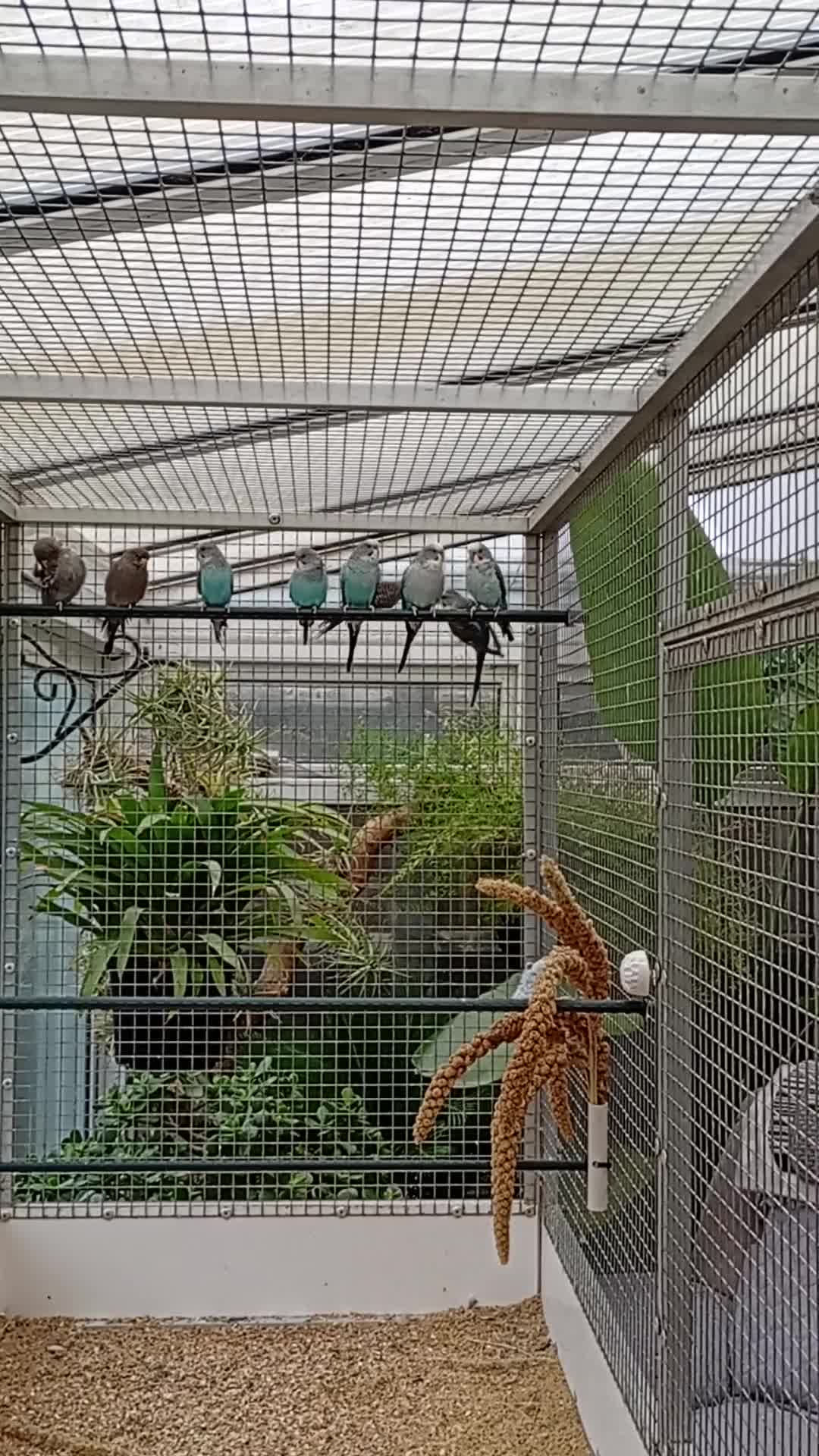 Budgerigars birds for sale: Black winged budgies for sale  - Video 1