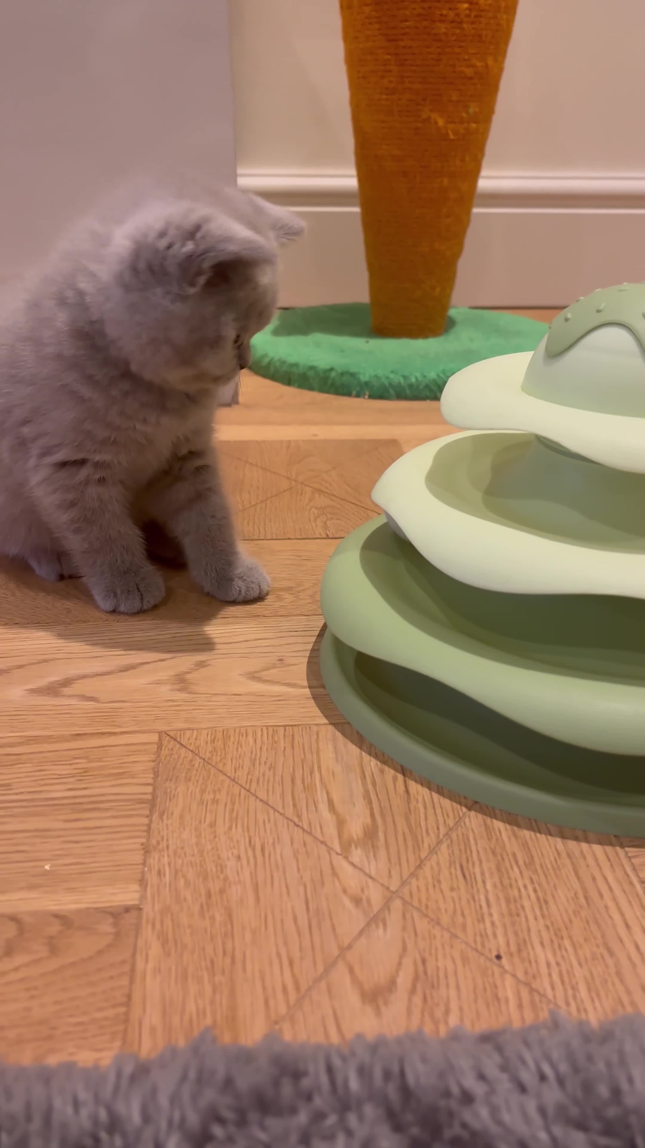 British Shorthair cats for sale: LILAC & BLUE MALE BRITISH SHORTHAIRS - Video 2