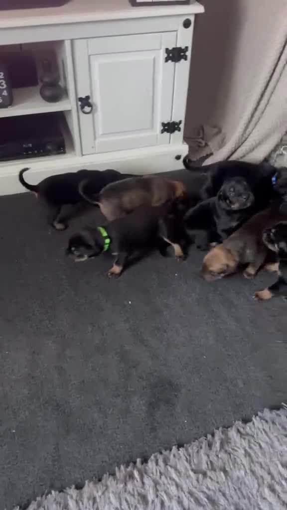 Mixed Breed dogs for sale: ROTTWEILER cross bullmastiff  - Video 3