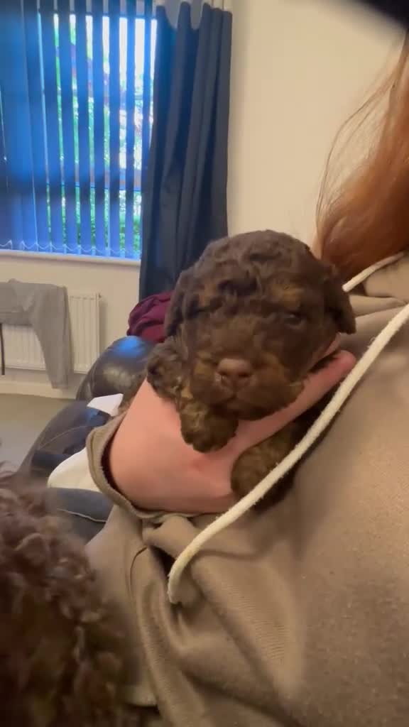 Cockapoo dogs for sale: F2b cockapoos  - Video 1
