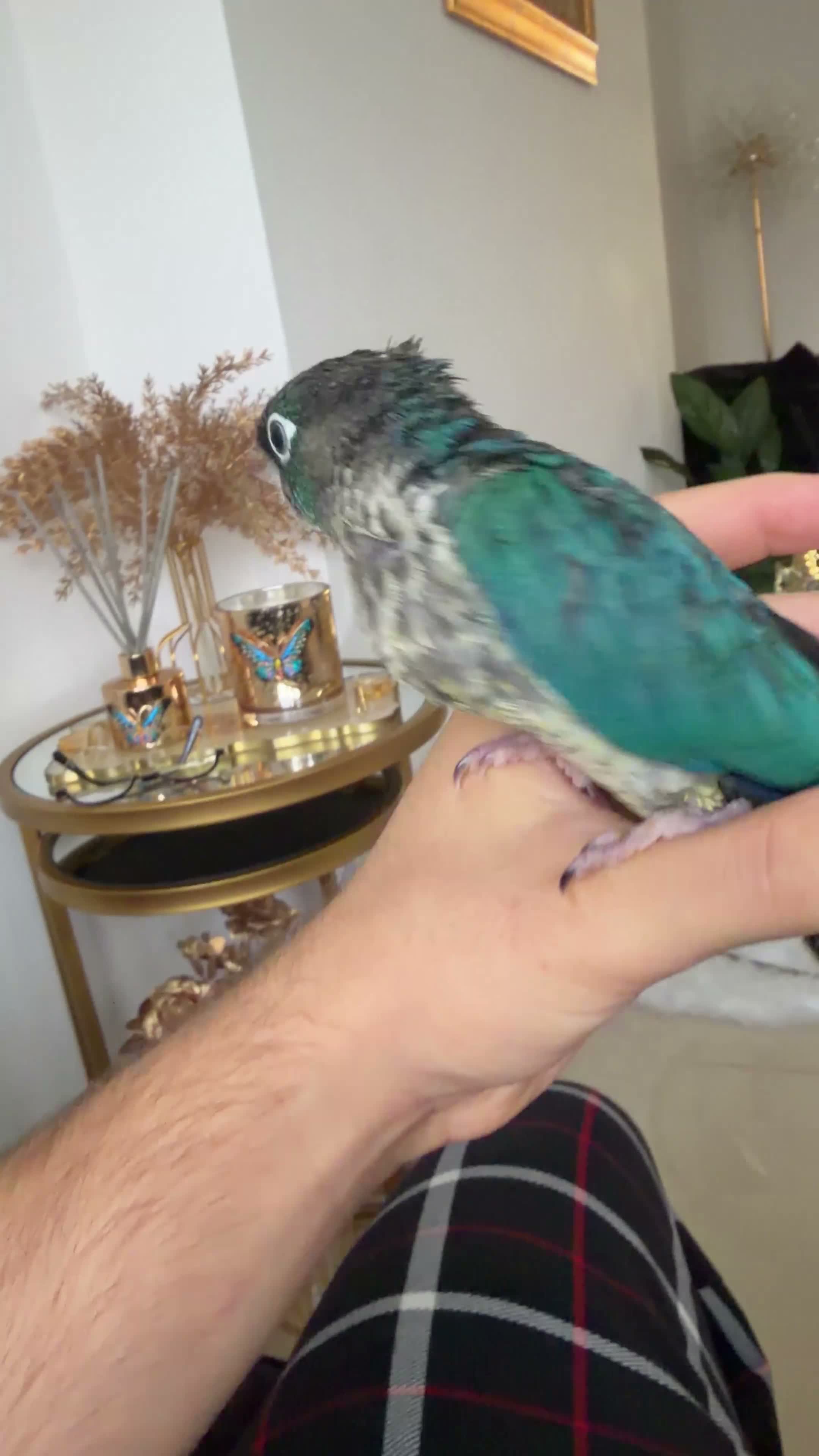 Ringnecks birds for sale:  Baby Ringnecks, Baby Quakers, Baby Galah cockatoo - Video 1