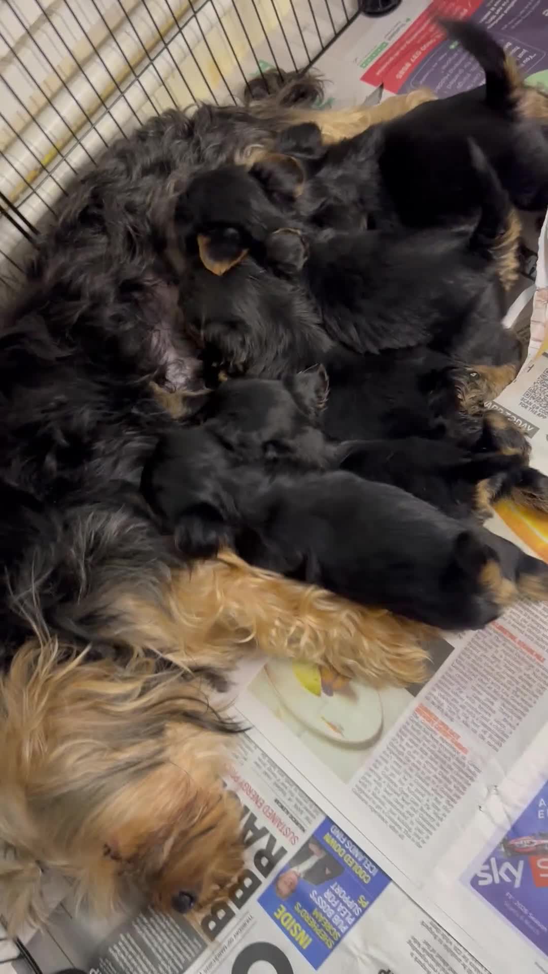 Yorkshire Terrier dogs for sale: Yorkies puppy’s  - Video 2