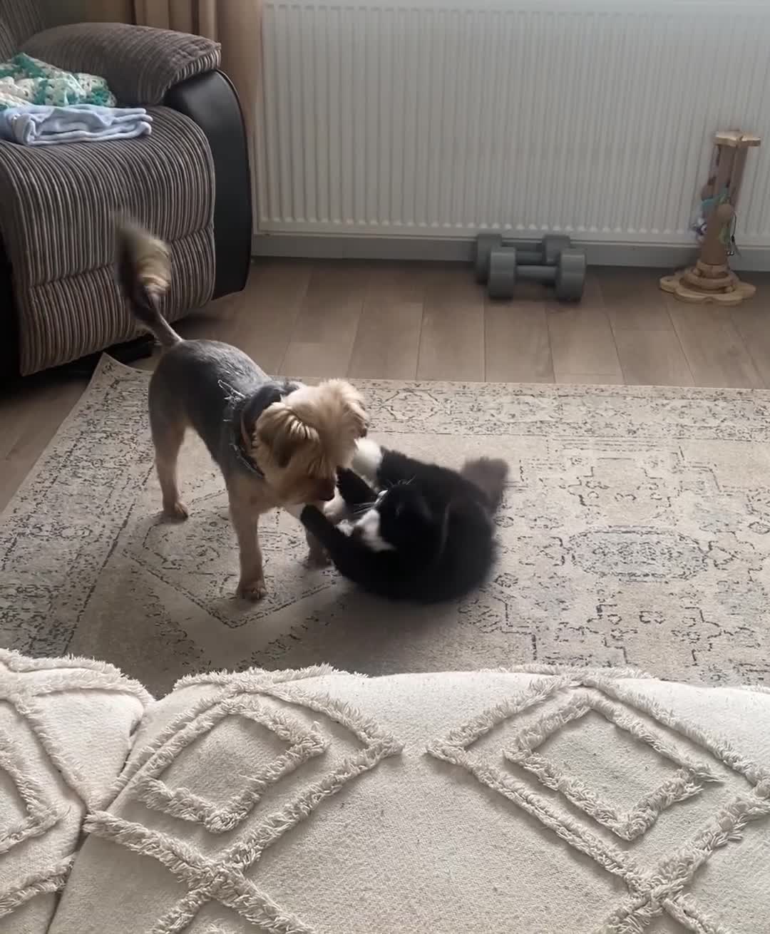 Yorkshire Terrier dogs for stud: Buddy - available for stud in Newtownabbey - Video 1