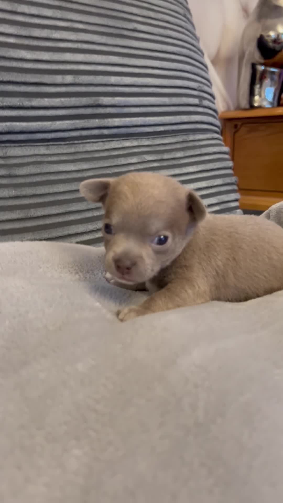 Chihuahua dogs for sale: 2 stunning short hair chihuahua females - Video 2