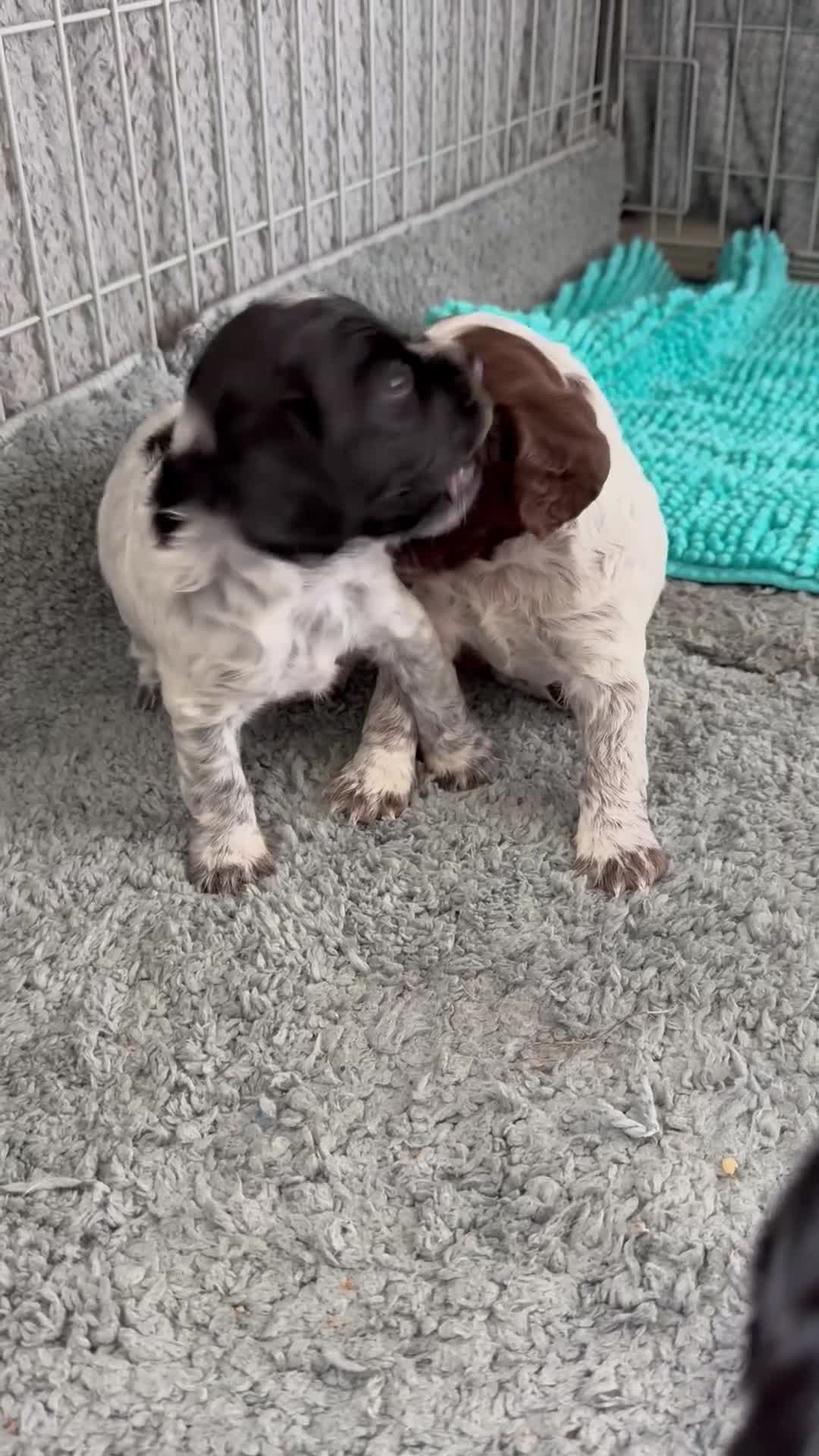 Cocker Spaniel dogs for sale: Gorgeous cocker spaniel puppies  - Video 1