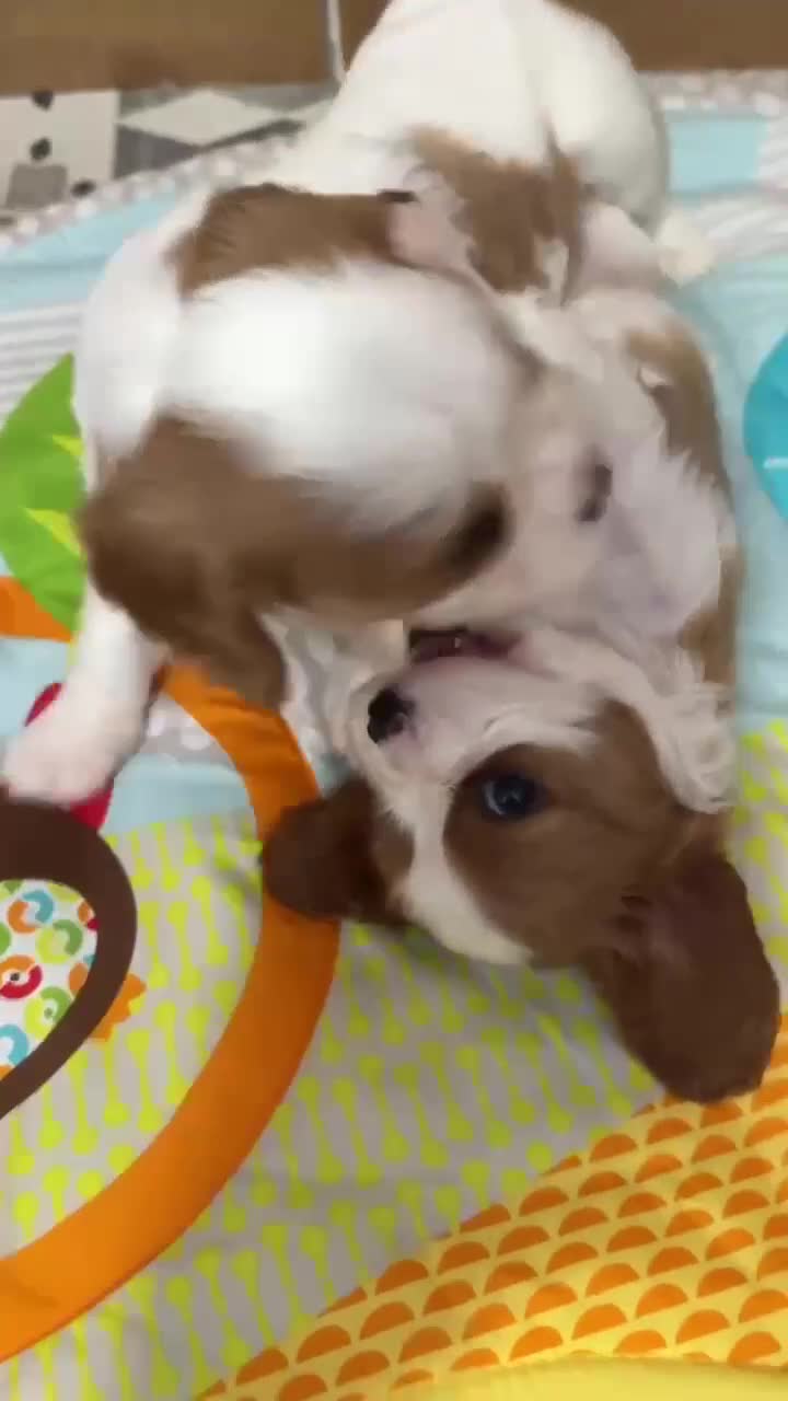 Cavalier King Charles Spaniel dogs for sale: Cavalier King Charles Spaniel - Video 1