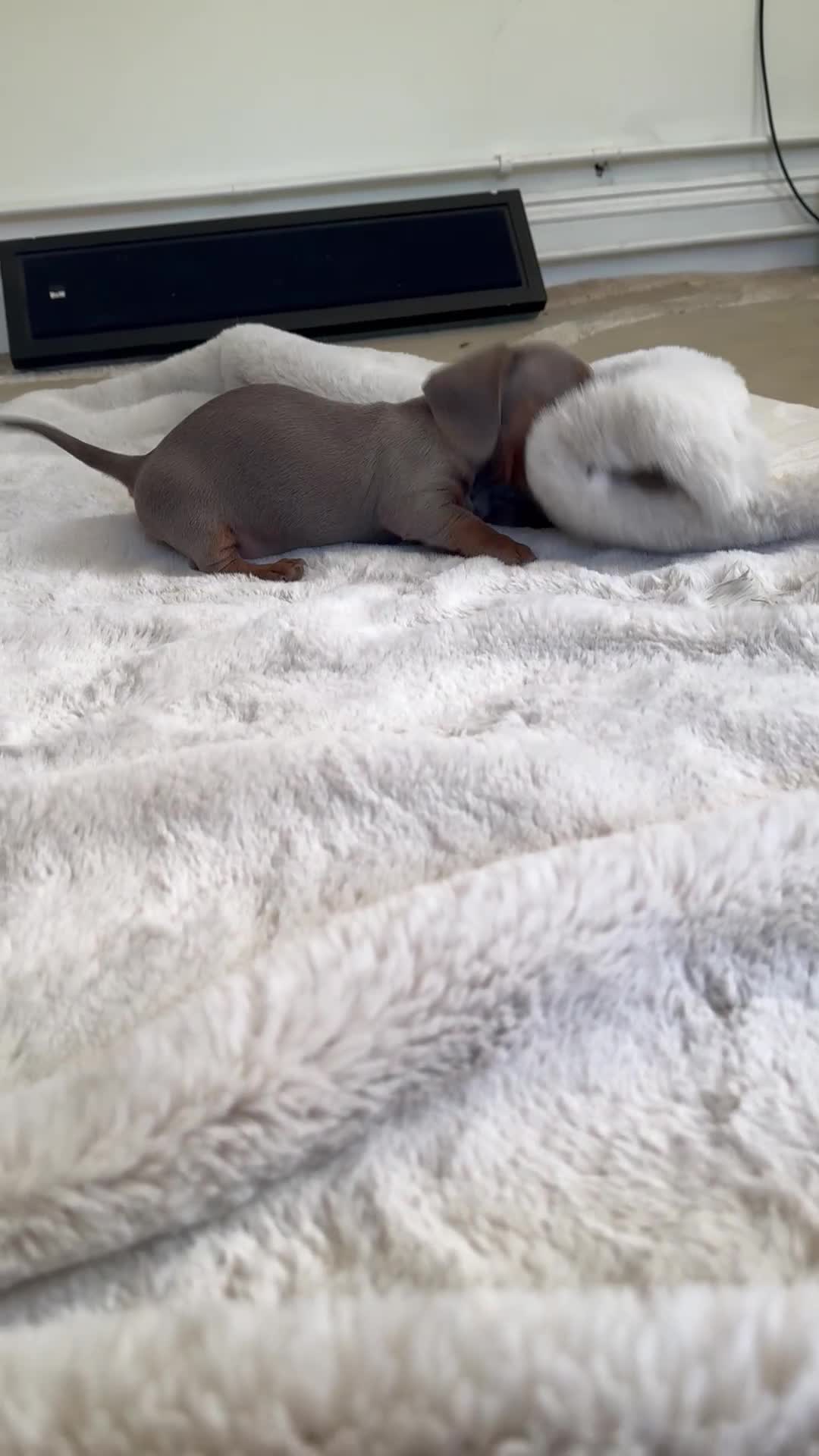 Dachshund dogs for sale: 🏆 KC REGISTERED MINIATURE DACHSHUND PUPPIES 🏆 - Video 1