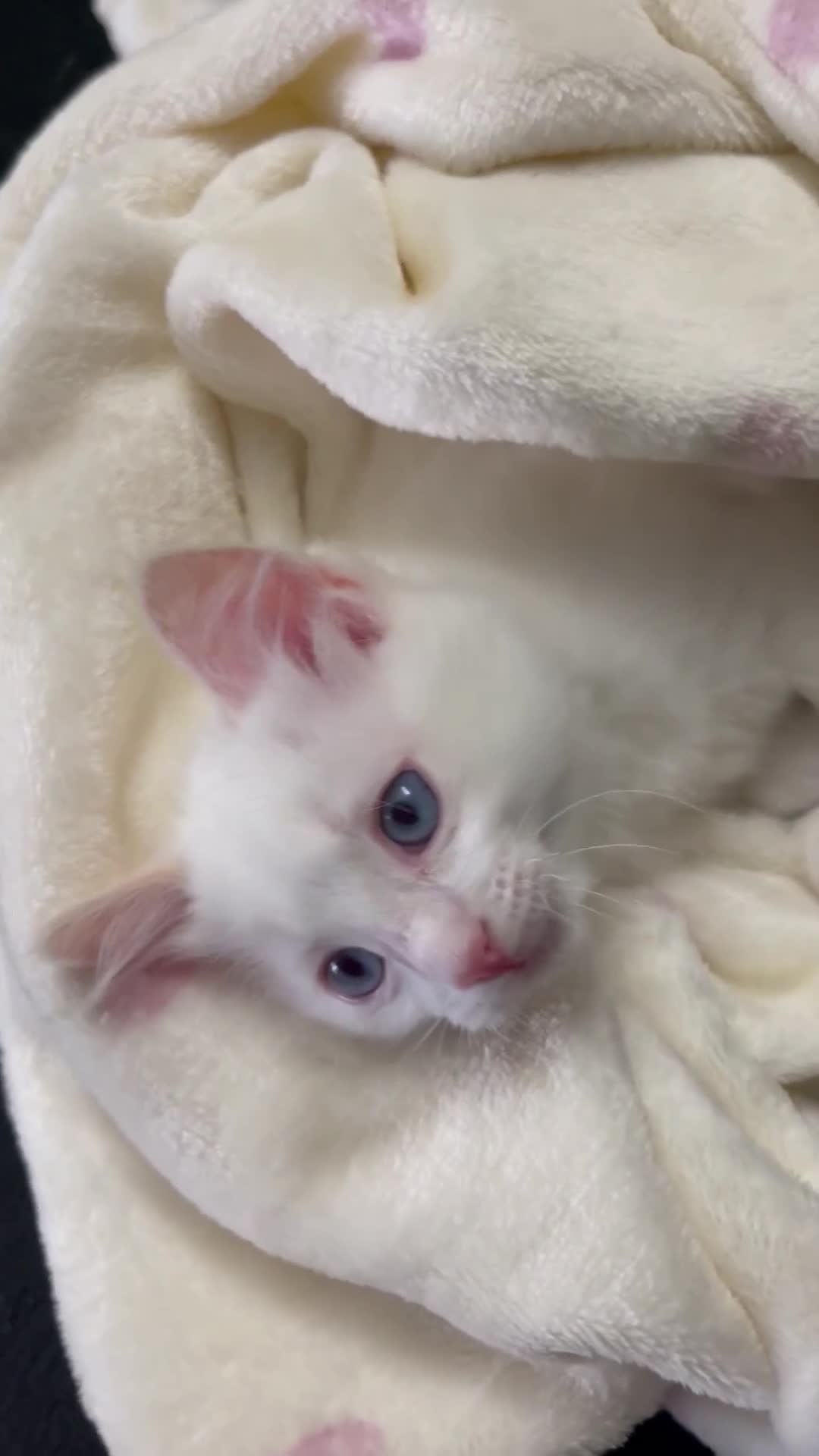 Ragdoll cats for sale: Ragdoll adults Purebred pedigree 5 generations  - Video 2