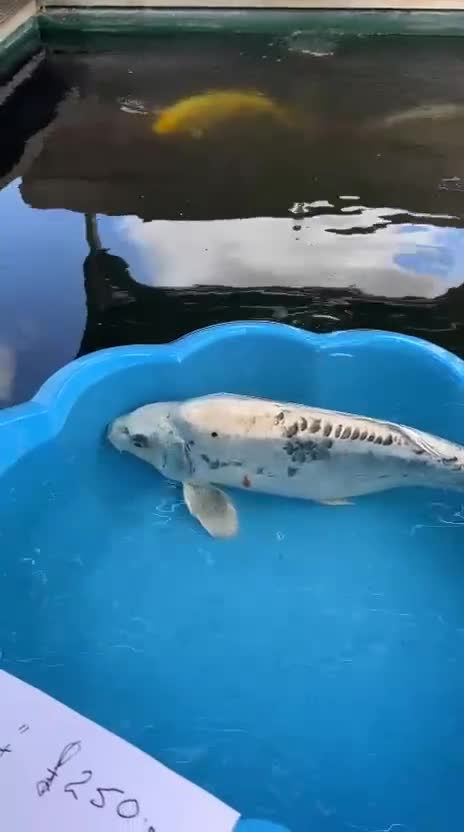 Koi Carp fish for sale: Beautiful Koi Carp looking for new home  - Video 2