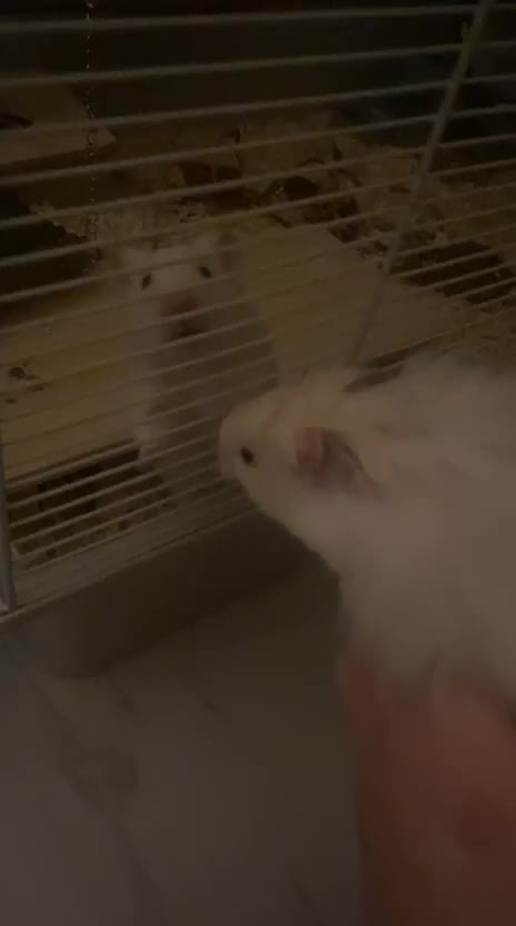 Hamster rodents for sale: Hamster ( cream colour ) - Video 1