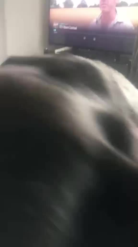 Mixed Breed dogs for adoption: Raven the gentle Labrador cross  - Video 3