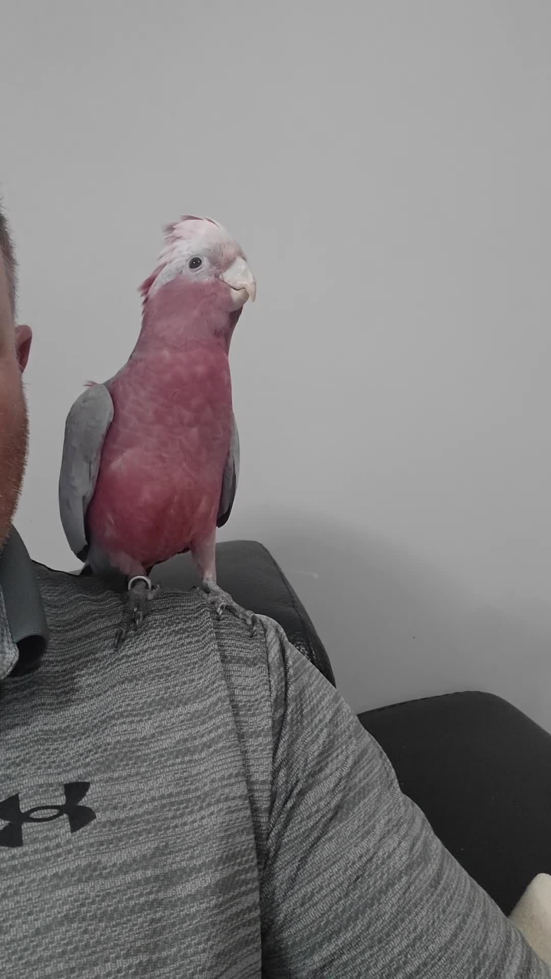 Cockatoo birds for sale: Galah cockatoo  in Warrington - Video 2