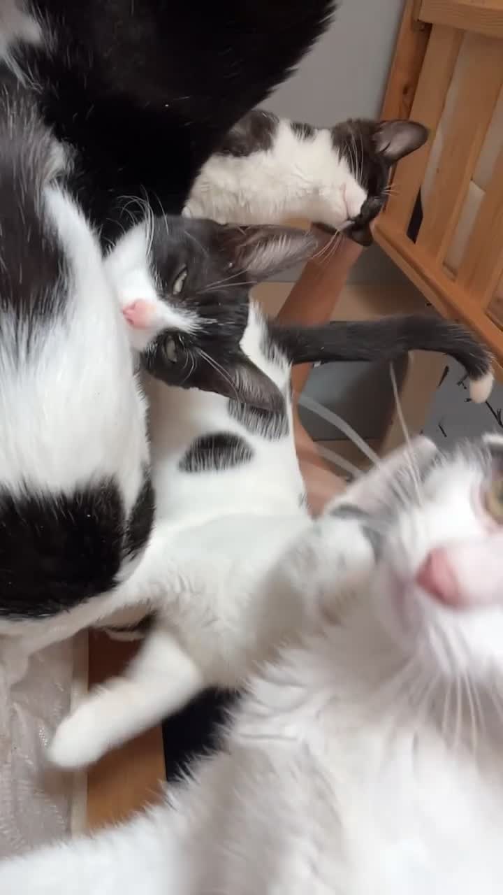 Mixed Breed cats for sale: 8 beautiful kittens  - Video 1