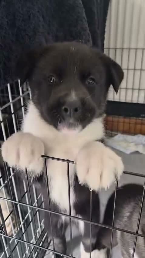 Huskita dogs for sale: 2 Adorable Huskitas - Video 1
