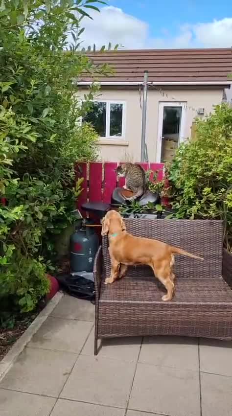 Cocker Spaniel dogs for stud: Honey - Video 2