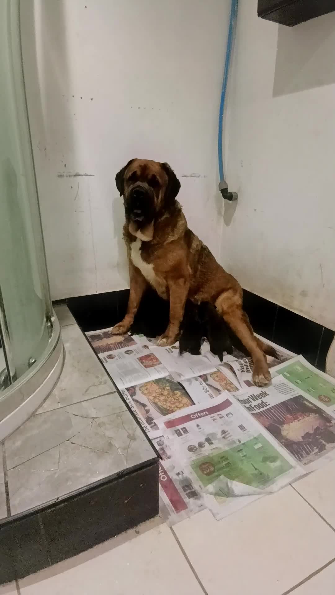Mixed Breed dogs for sale: Saint Bernard Neapolitan x Boerboel Neapolitan  - Video 1