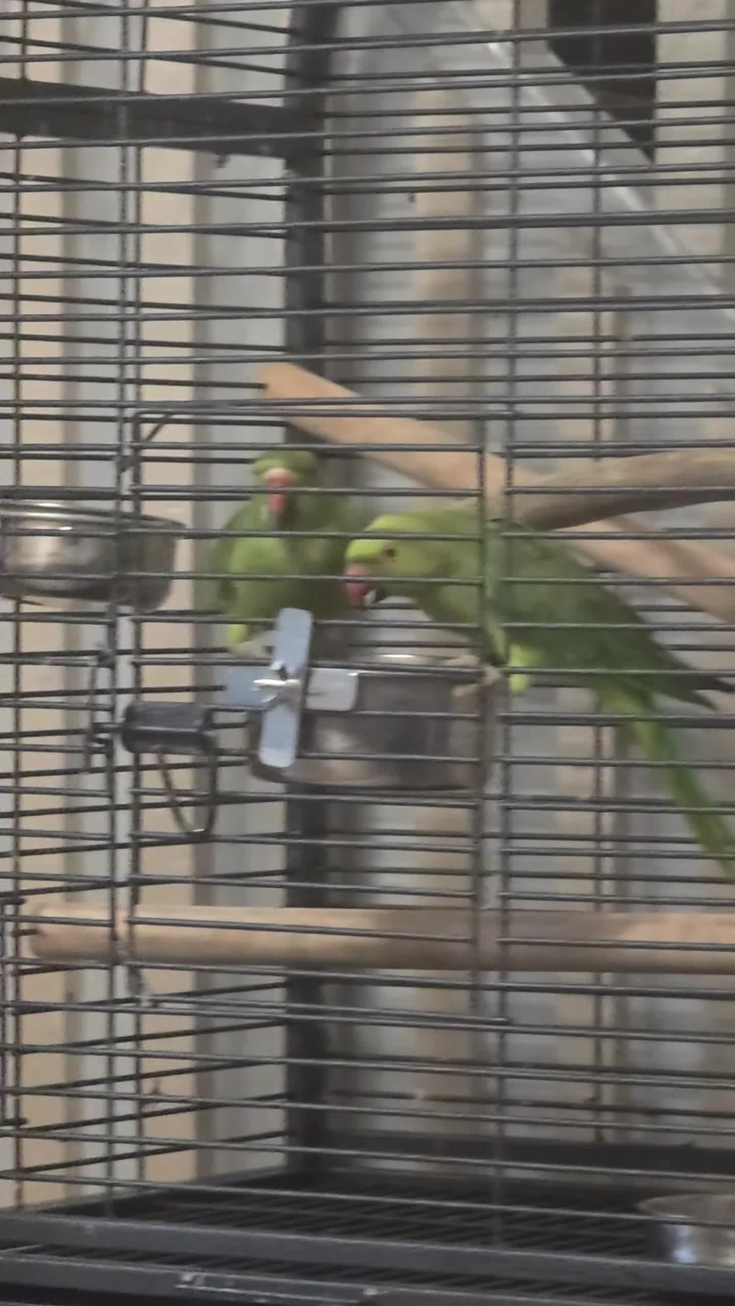 Ringnecks birds for sale: 2 indian ring necks in Rochdale - Video 1