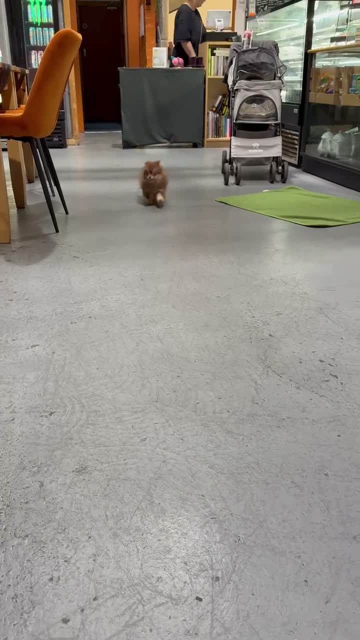 Pomchi dogs for sale: Chocolate Tan Fluffy boy !  - Video 1