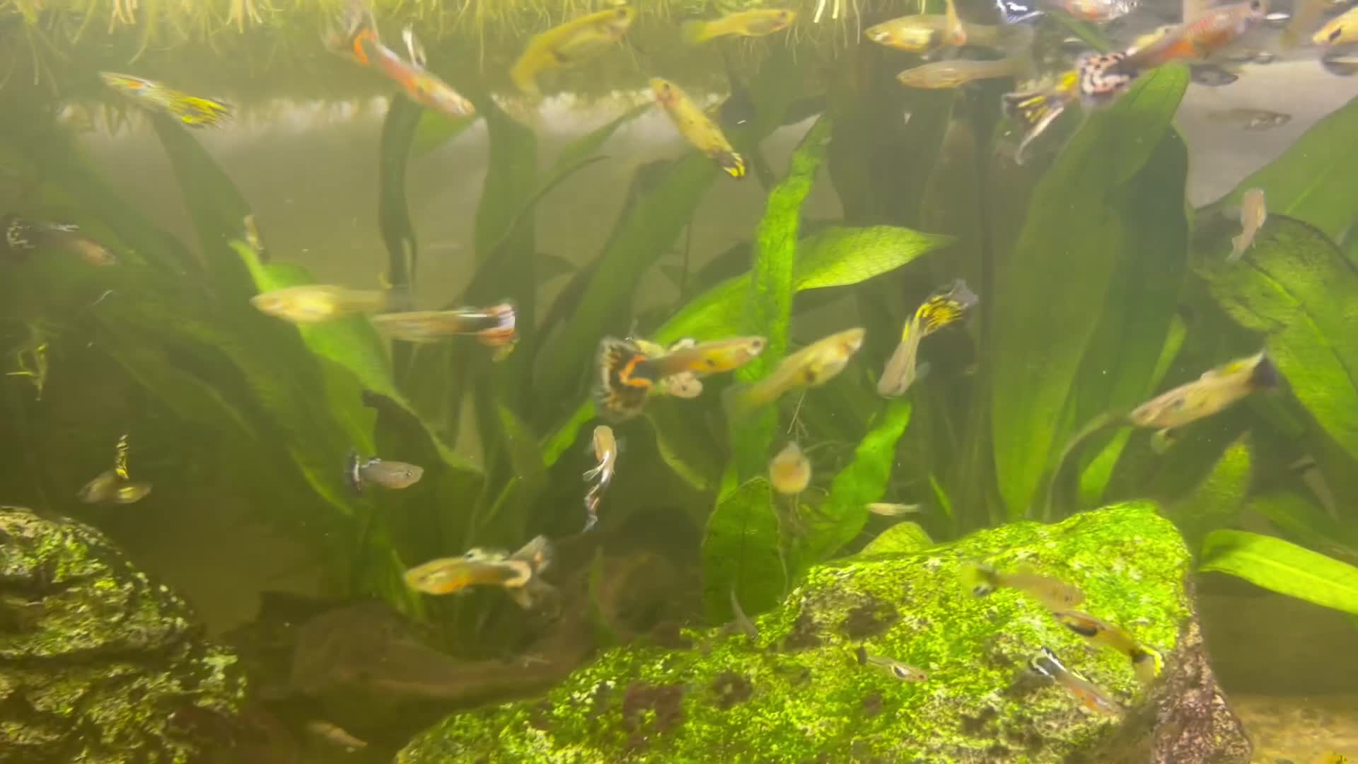 Other/Mixed Breed fish for sale: Guppies  - Video 1