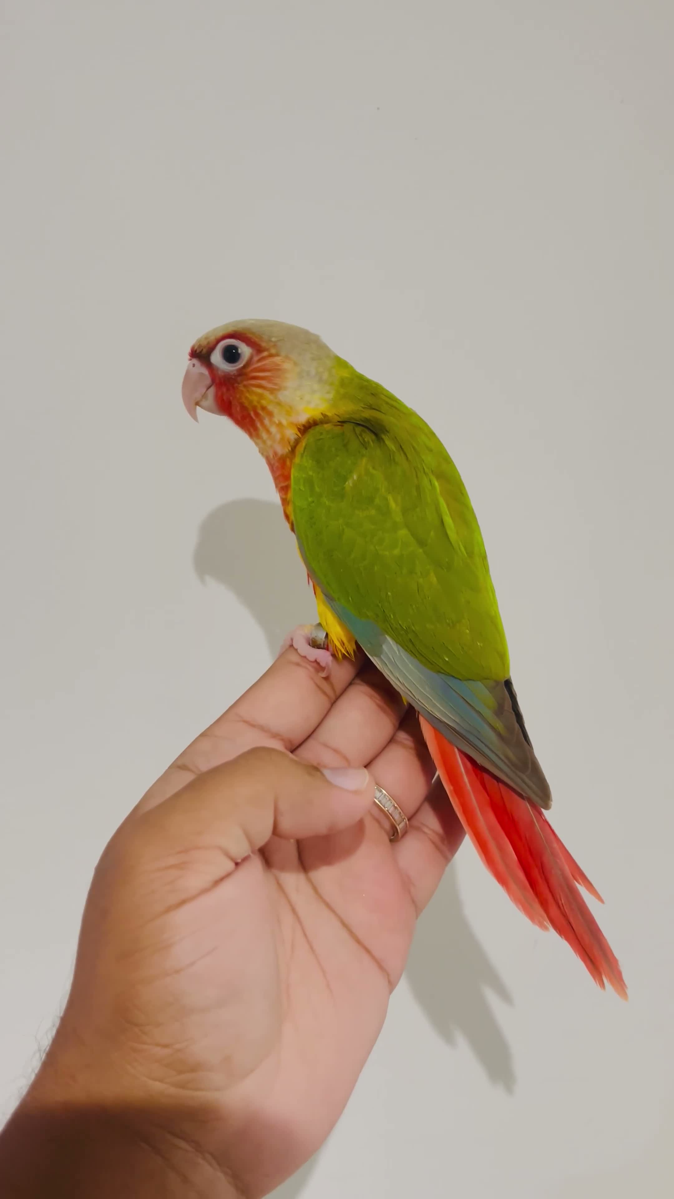 Conures birds for sale: Hand reared conures for sale  - Video 3