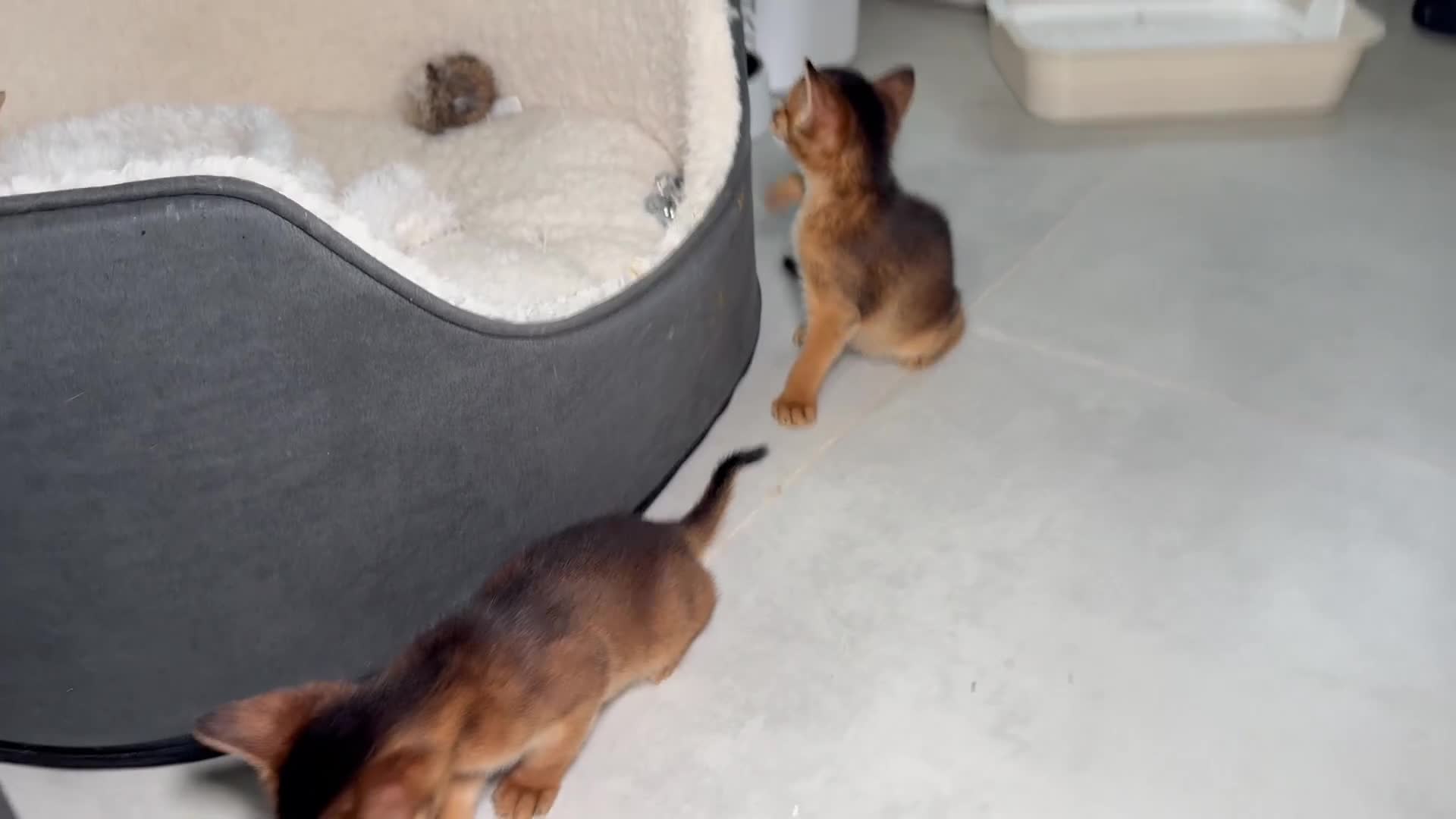 Abyssinian cats for sale: Champion parents amazing kittens  - Video 2