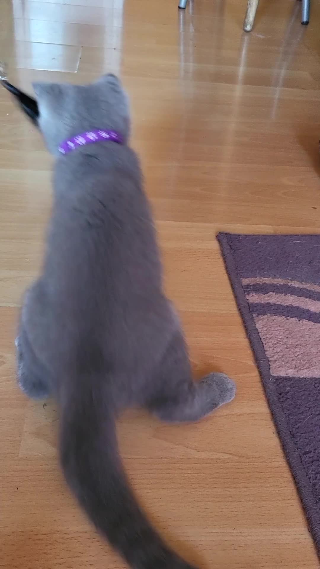 Scottish Fold cats for sale: Beautiful Female Scottish Straight Kitten - Video 2