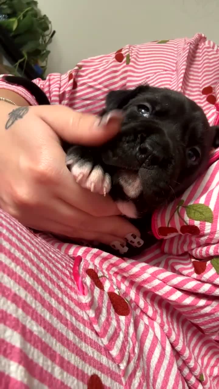 Mixed Breed dogs for sale: 2 female puppies  in Leominster - Video 2