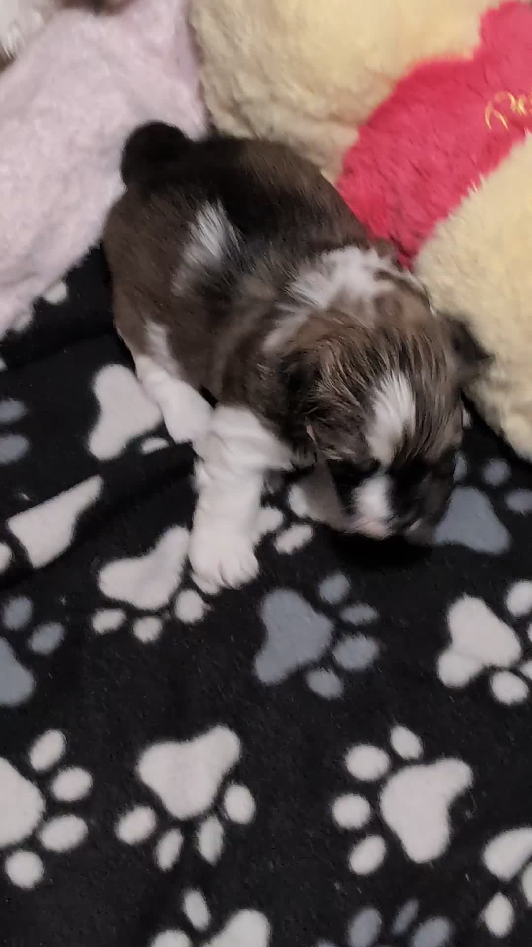 Havanese dogs for sale: Stunning House reared pure bred Havanese Babies  - Video 1