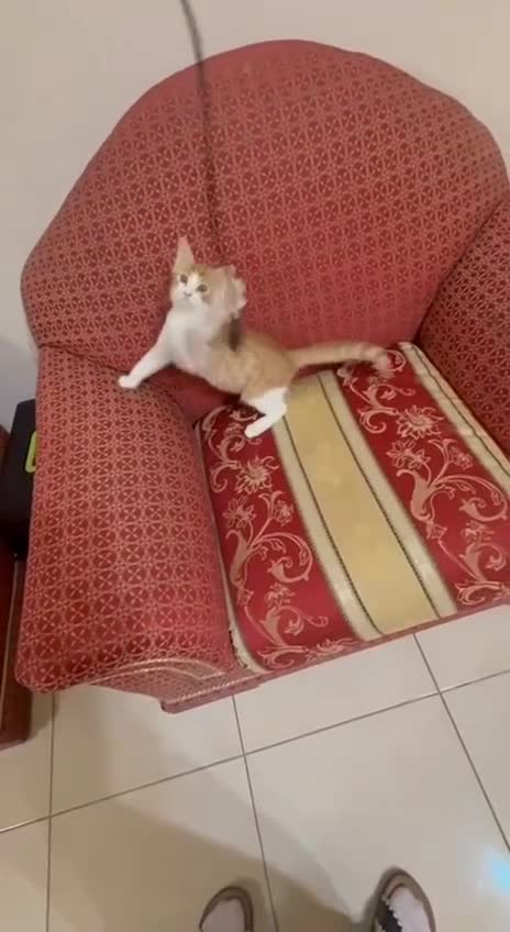 Mixed Breed cats for adoption: Luki JUNO TURKISH SNGIRA MIX BONDED BOYS NEUTERED - Video 1