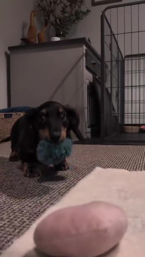 Miniature Dachshund dogs for sale: Male Miniature Dachshund Puppy  - Video 4