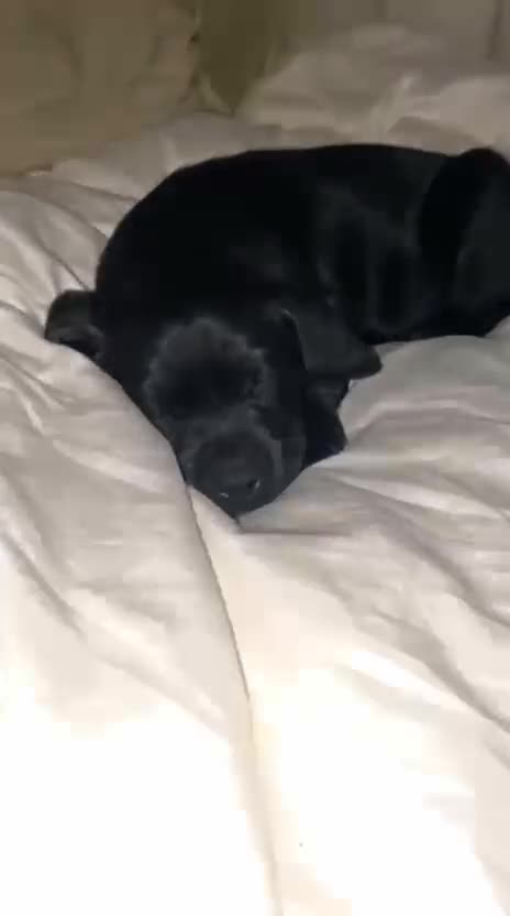 Labrador Retriever dogs for sale: Stunning homebred labs - Video 2