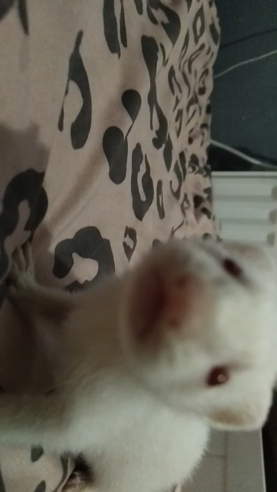 Ferret rodents for sale: Albino Baby ferret in Bishop Auckland - Video 1