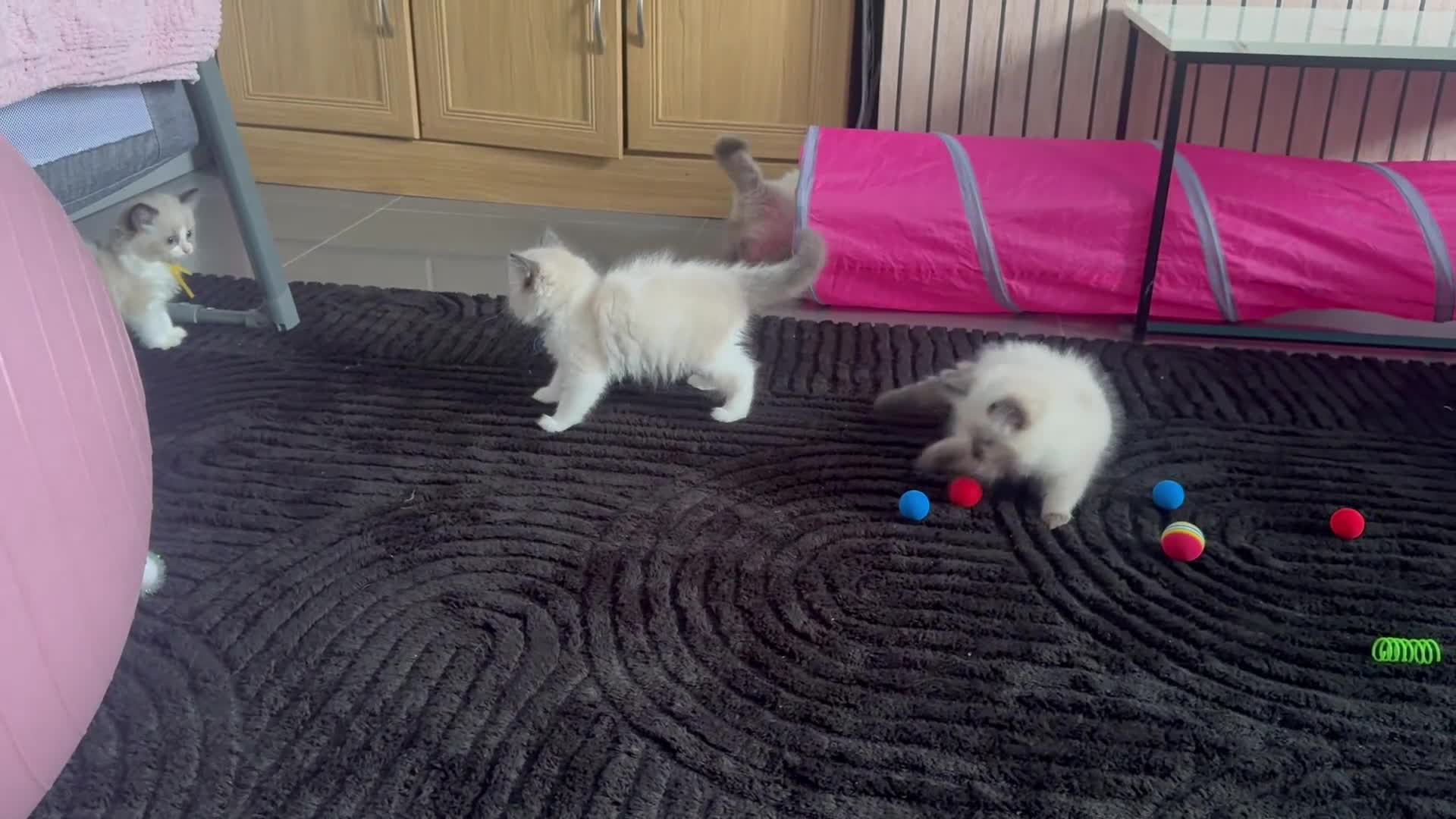 Ragdoll cats for sale: READY NOW RAGDOLL KITTENS  - Video 3