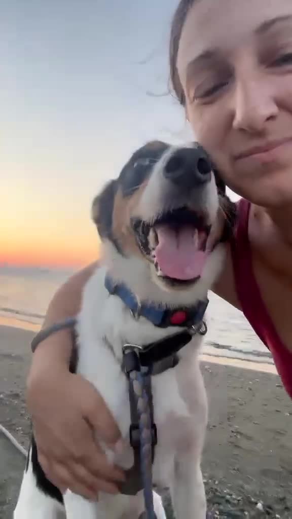 Mixed Breed dogs for adoption: Meet Comet – A Loyal Heart Waiting for His Chance - Video 2