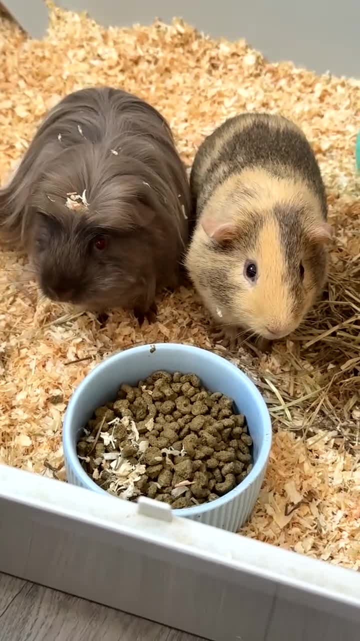 Guinea Pig rodents for sale: Guinea pigs - Video 1