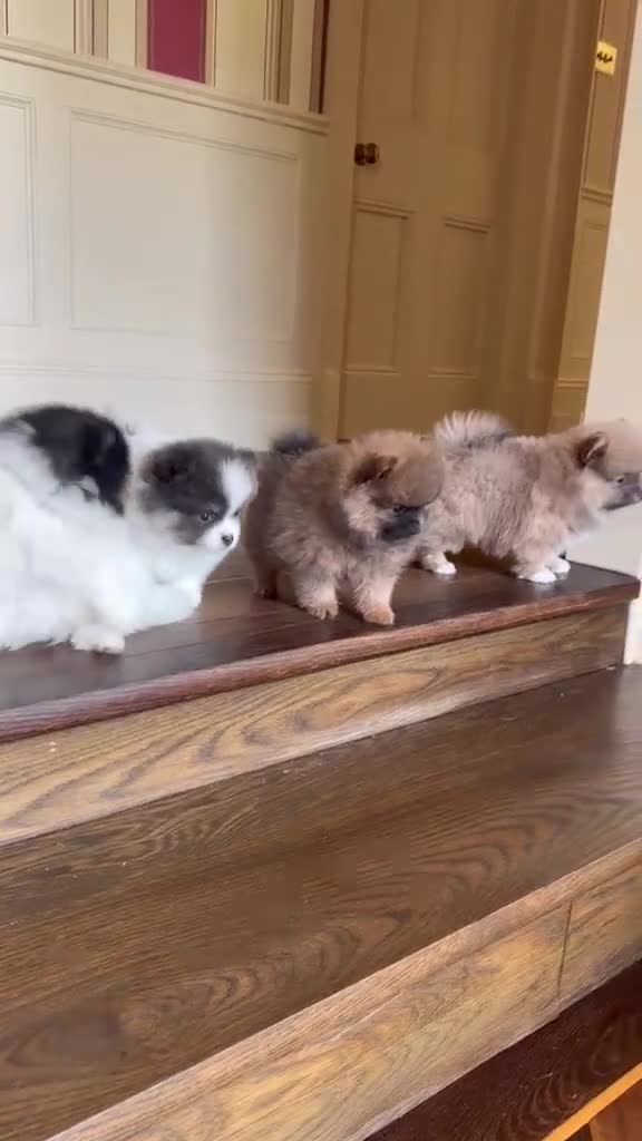 Pomeranian dogs for sale: Stunning KC Registered Small Pomeranian Puppies - Video 2