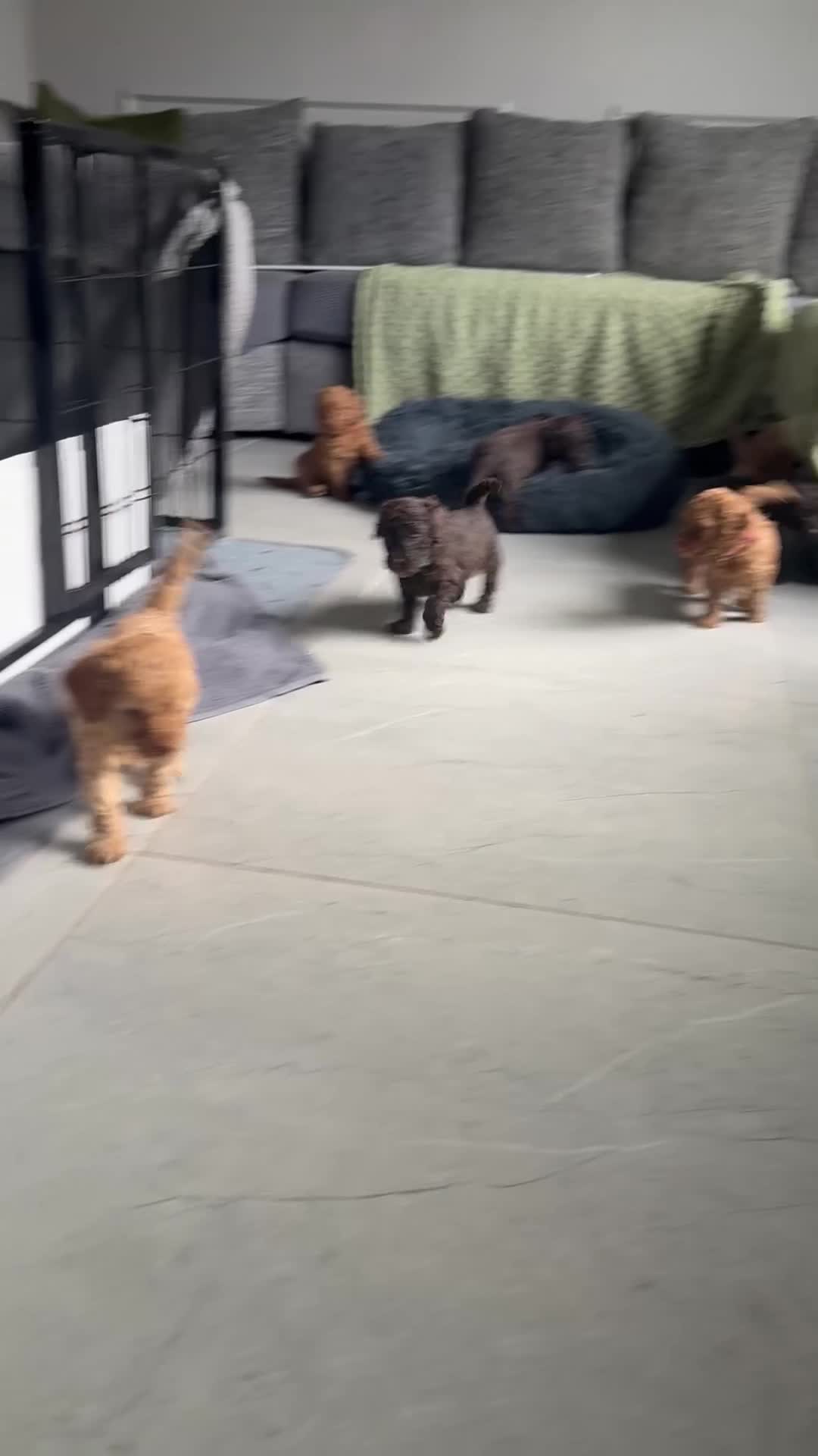 Miniature Poodle dogs for sale: Miniature Poodles - Video 1